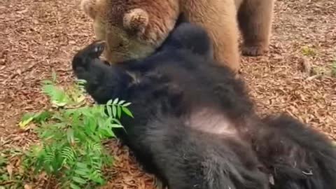 A video of two Bears having fun🐻🐻🐻