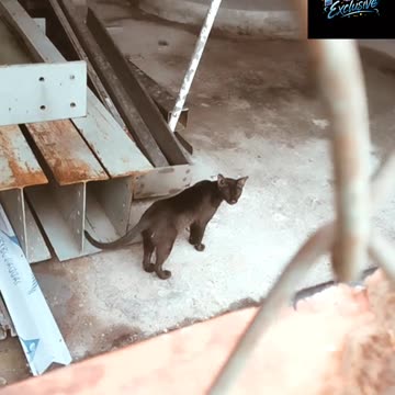 Cute cat Ruchi and his mother video