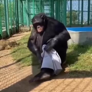 Gorilla wearing cloth