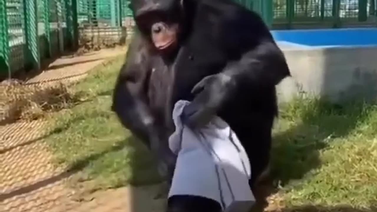 Gorilla wearing cloth