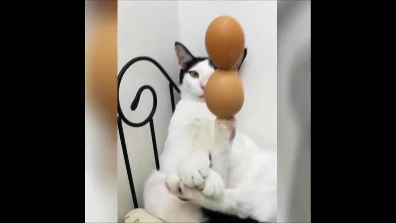 "Cat's Egg-citing Balancing Act: Hilarious Standby Compilation"