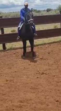 Registered Fresian mares for sale