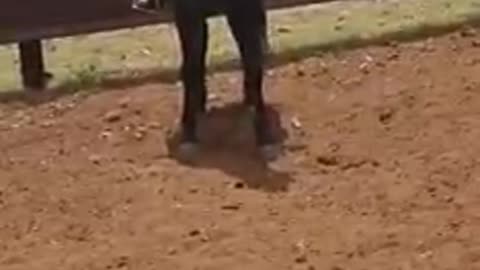 Registered Fresian mares for sale