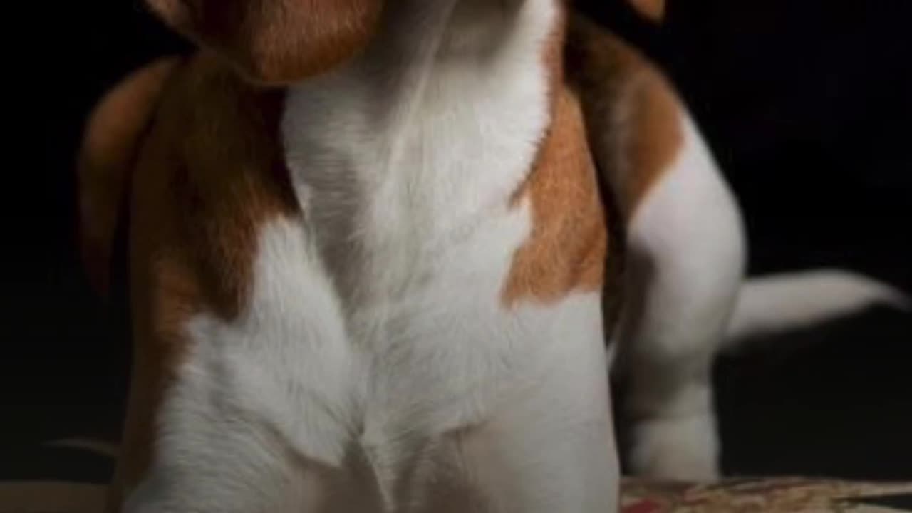 El Beagle