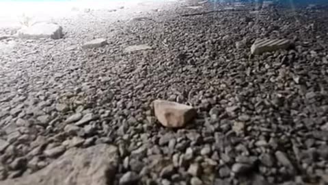 Cat attacking