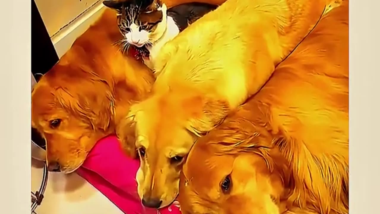 Funny Cat's & Dog's | Videos #111 |