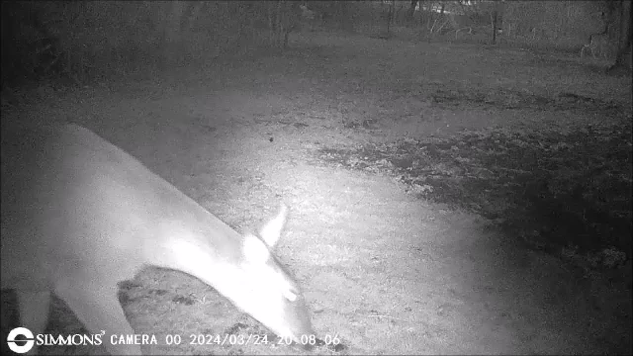 Backyard Trail Cam - Deer in the Old Garden and At Fence