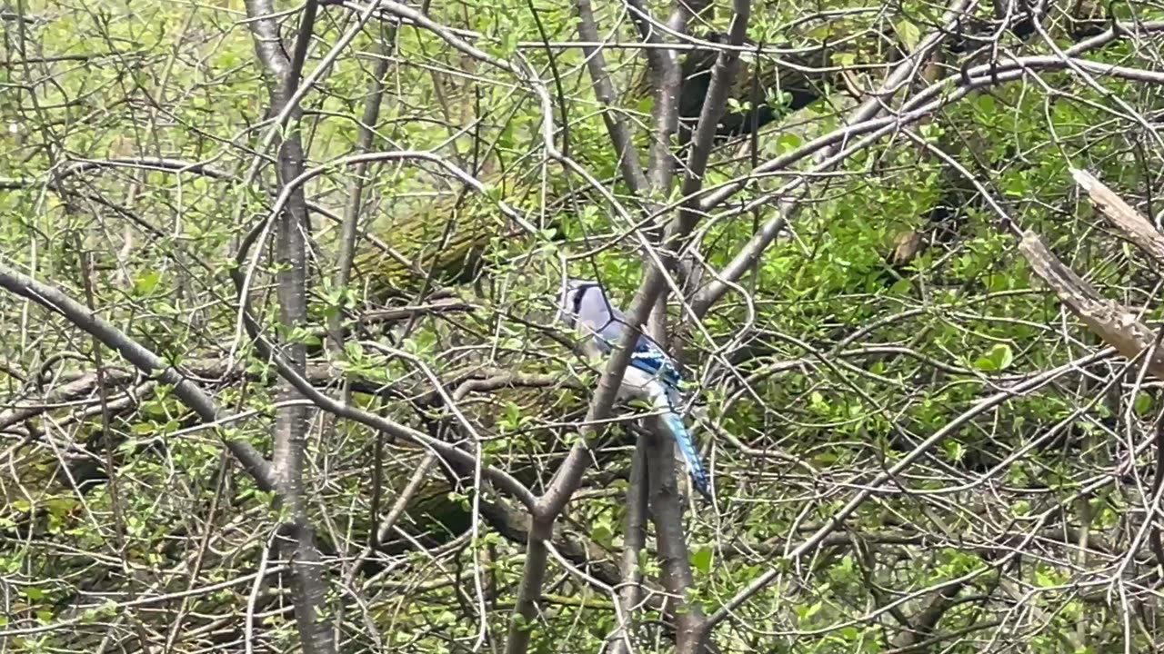 Beautiful singing Blue Jay