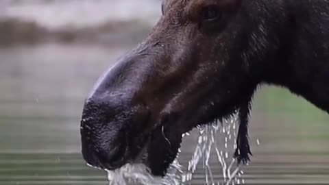 "Un Alce 🫎 en la montaña Tomando Agua💧 de Cerca