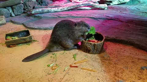 Beaver enjoying his meal