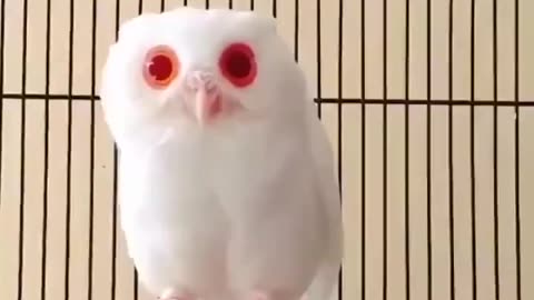 beautiful owl