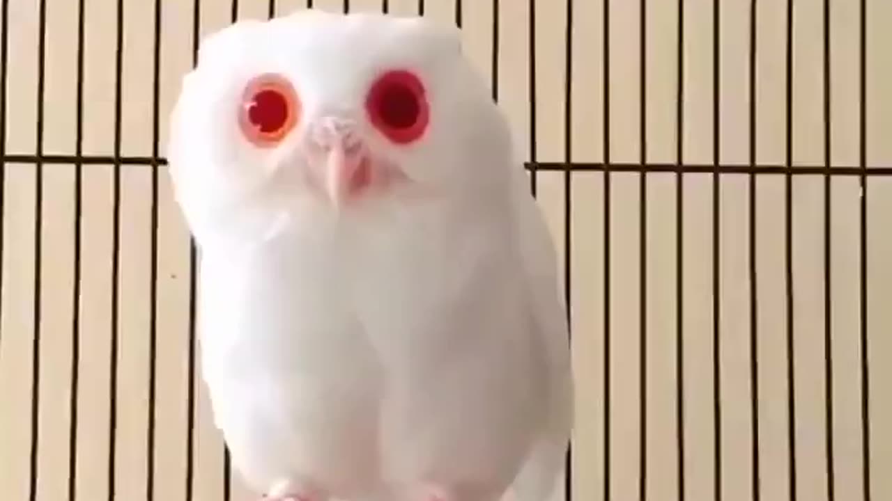 beautiful owl