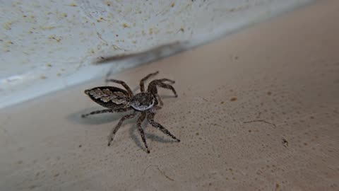 Jumping Spider Close-Up #2