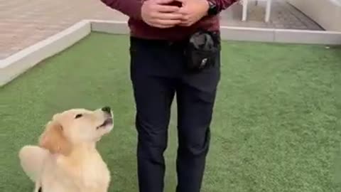 Trick training to build a bond with your dog