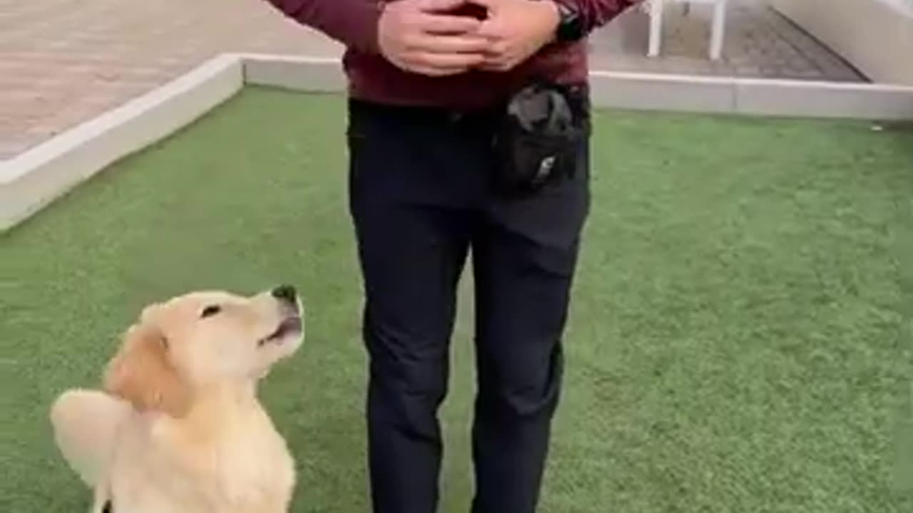 Trick training to build a bond with your dog