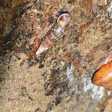 Two Common Closing Mouth Snails under a tree trunk.