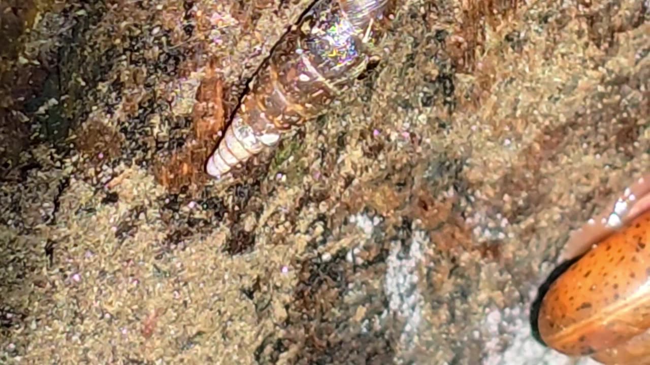 Two Common Closing Mouth Snails under a tree trunk.