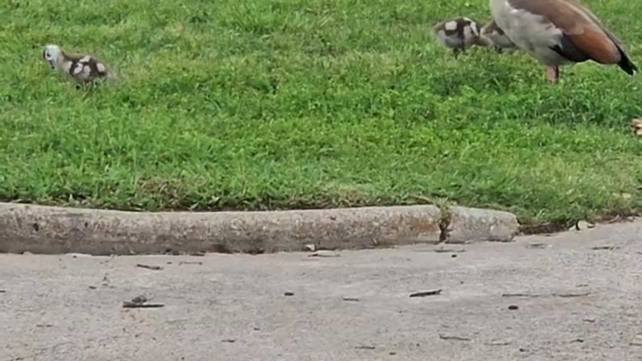 Baby Egyptian Geese Are So Darn Cute!