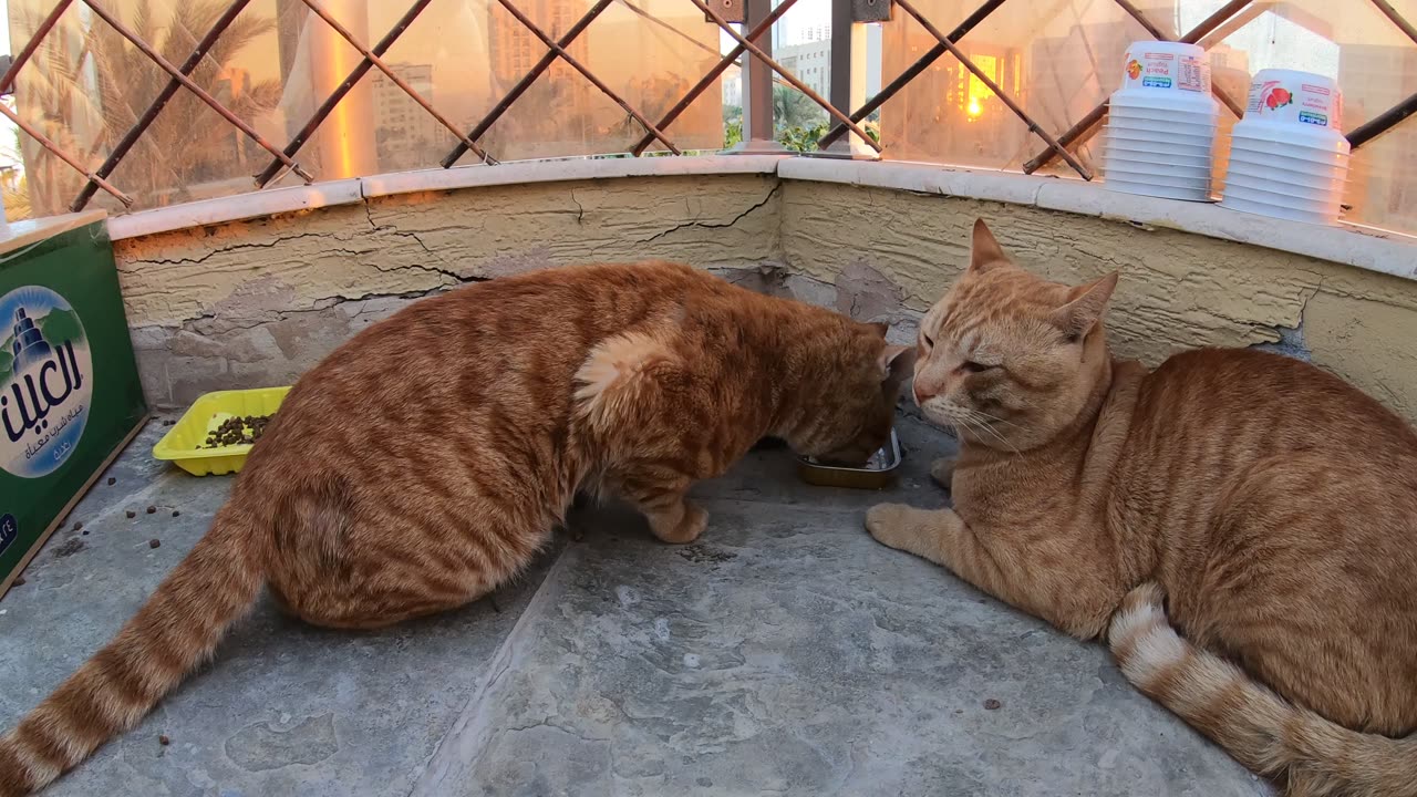 Homeless cats in Ras Al Khaimah, UAE: CHRIS MARTIN & ED SHEERAN #EdSheeran #ChrisMartin #TheVoice