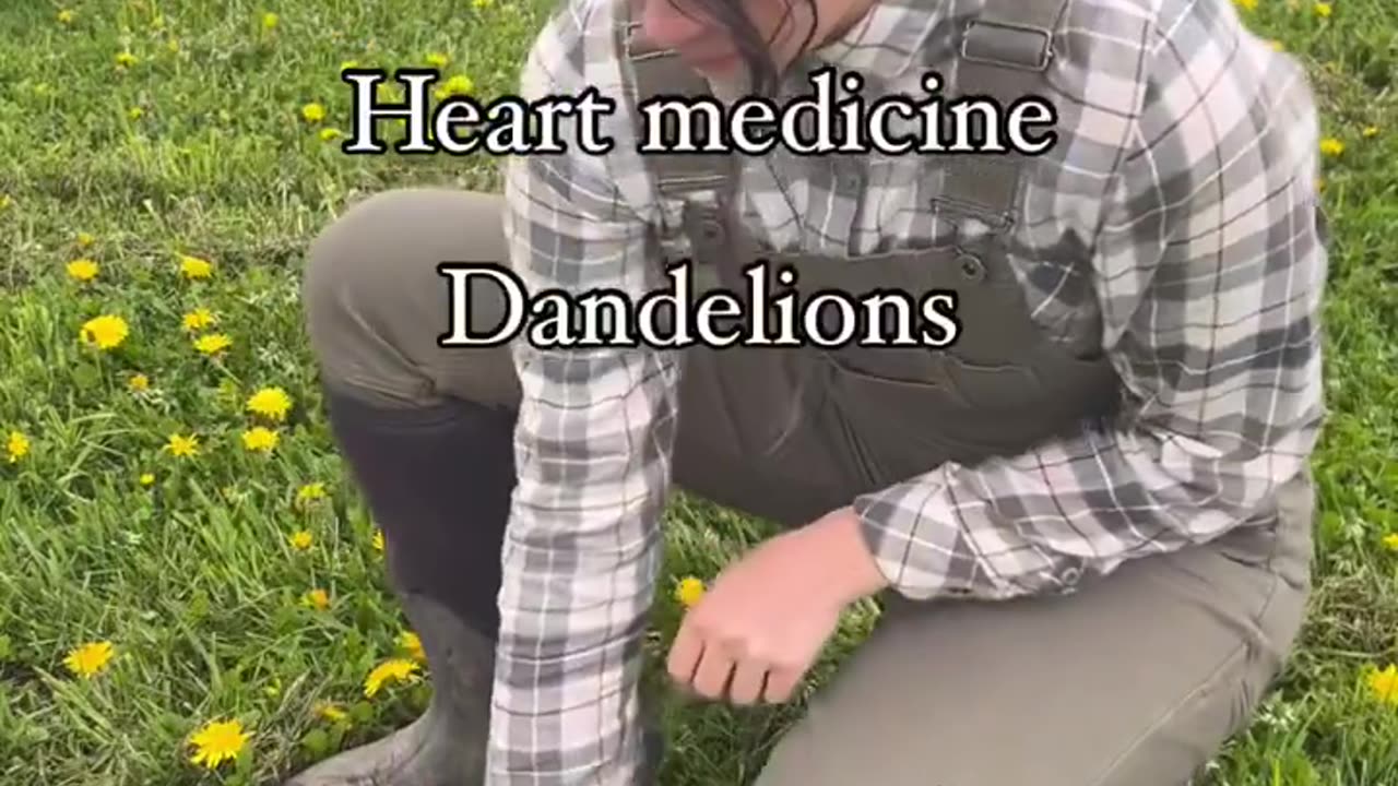 Have you ever wondered why we have been brainwashed to spray dandelions?