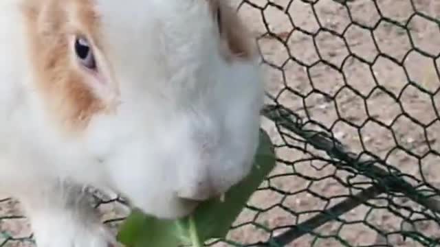eating deliciuos vegetable