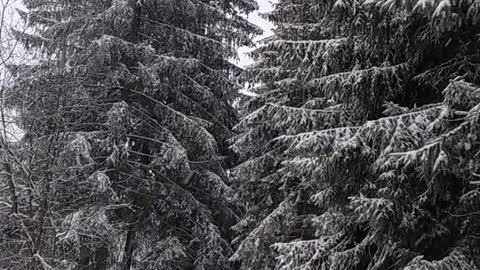 Winter snowy forest with the sound of falling snow and light wind - picturesque forests of Poland