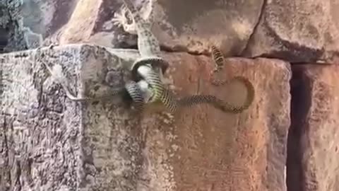 Snake fight