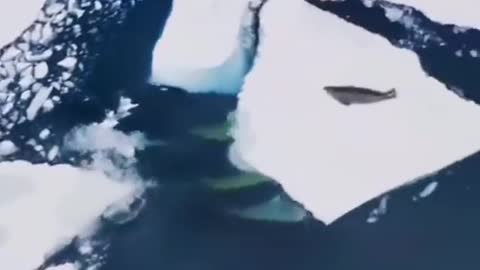 Killer whales