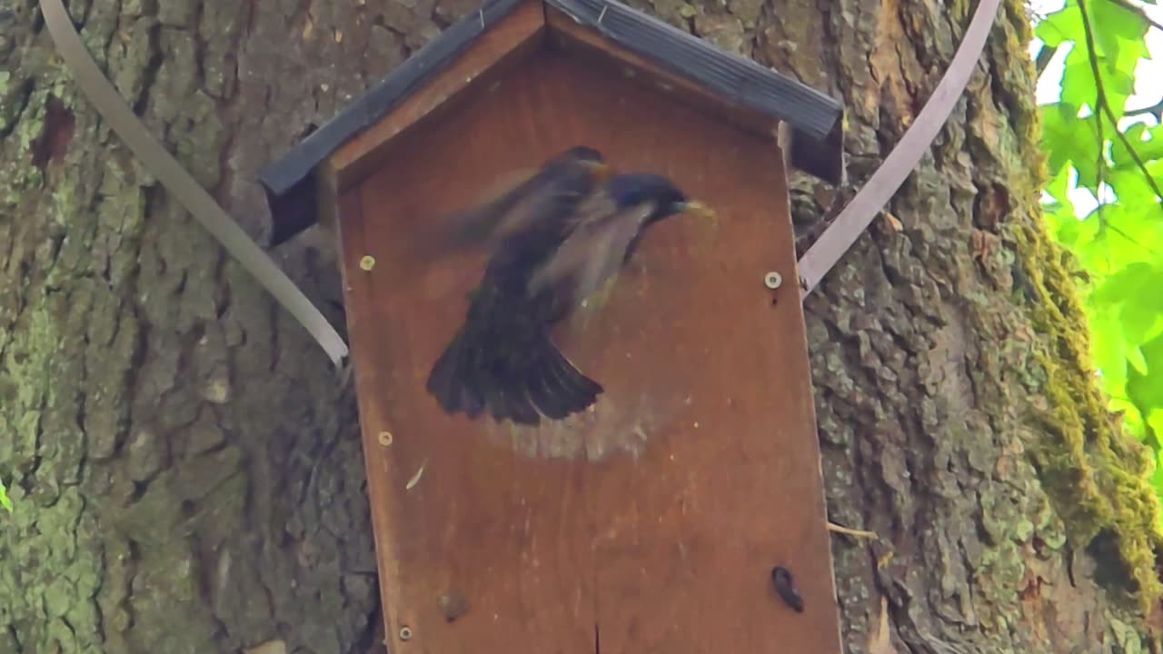 Birds feeding young birds in birdhouses/slow motion/you can see the birds very clearly.