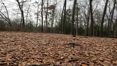 Axial and Traxxas mini crawlers