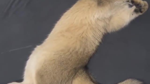 cats a twistable rug