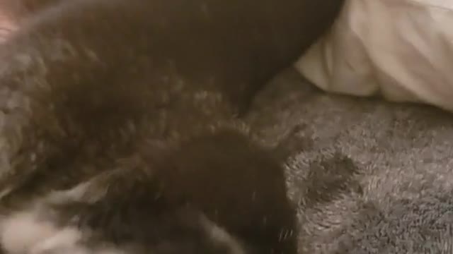 he does this until you cover him with a blanket