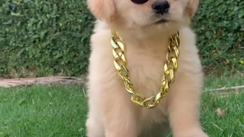 This Puppy has Swag!
