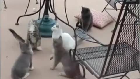 Funniest Cat And Dogs 😂 Funny Animal Videos 2023