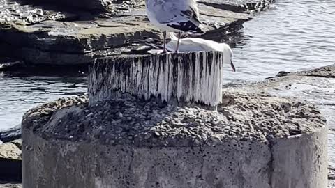 Pigeon on the beach calling friend