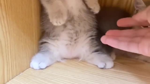 # Cute Kitty # Healing Kitty # Cute Pet Cute Kitty