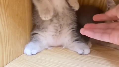# Cute Kitty # Healing Kitty # Cute Pet Cute Kitty