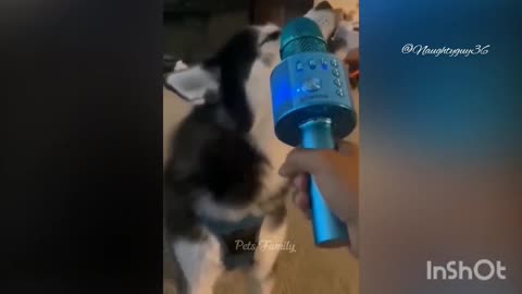 New Funny Videos 2023 😍 Cutest Cats and Dogs 🐱🐶 Part 4