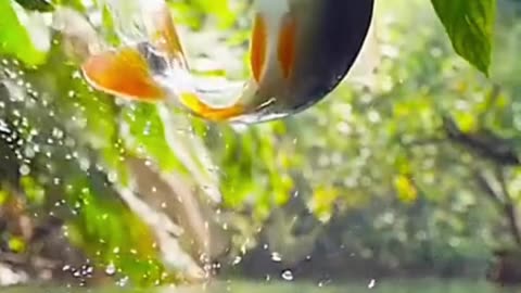 Fish Rizq
