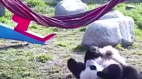 🙏❤🎉🎉🎉🎊🎊🎊️SWEET AND FUNNY ANIMALS SHOTS 🙏❤️❤️🎉🎉🎉🎊🎊🎊