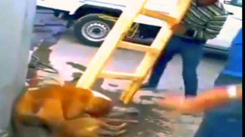 Healthy dog fight with Poor Dog |