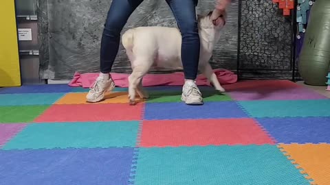 Tindrah Spell-it "Puppy Love" Feb 2023