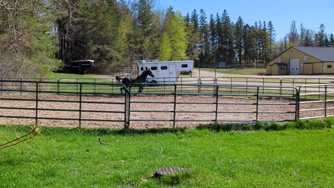 Horse zoomies