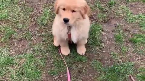 Tricks my Puppy Knows!