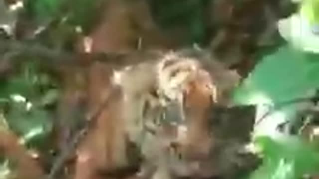 Sumatera Tiger Cub