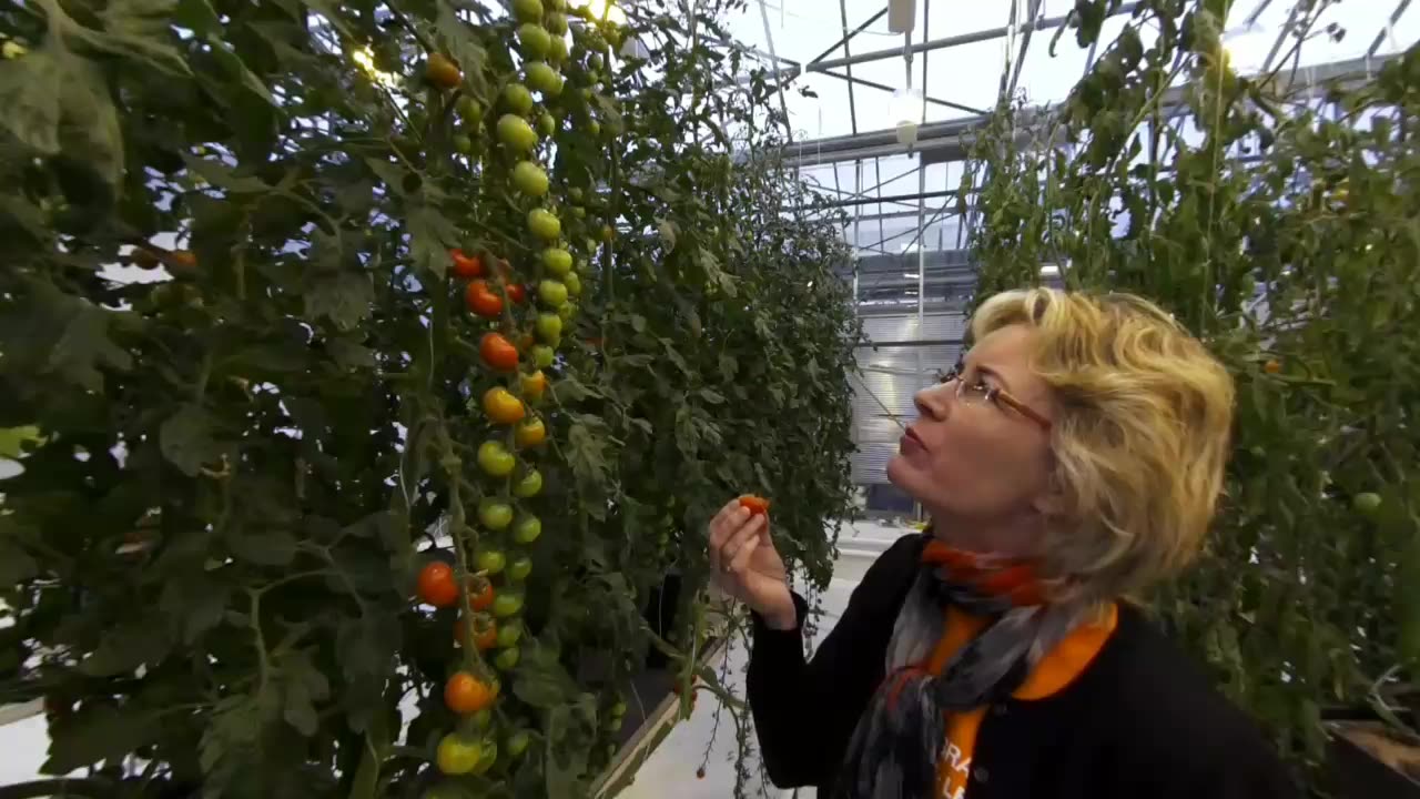 Tomato Farm in Hveragerði , Iceland