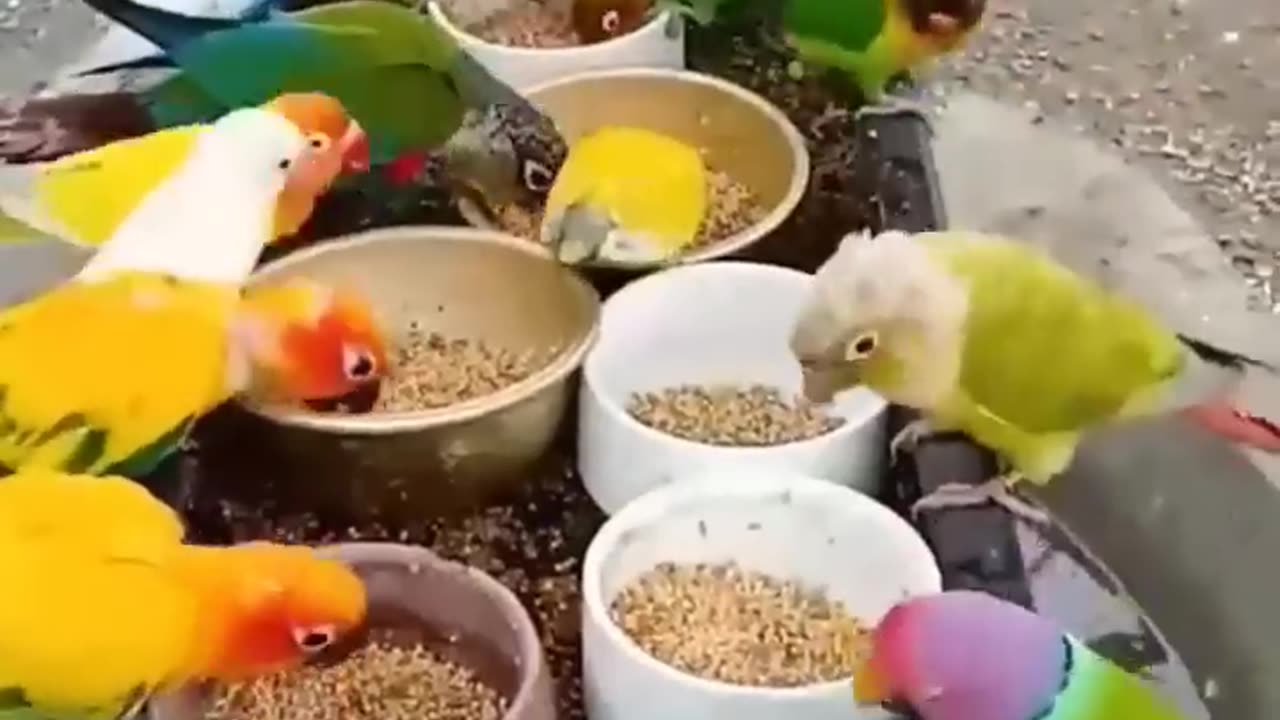 Beautiful Colourful Birds