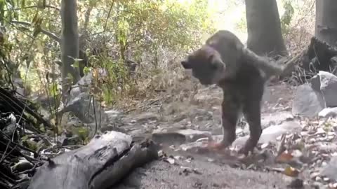 Climactic Showdown Between Bobcat And Rattlesnake
