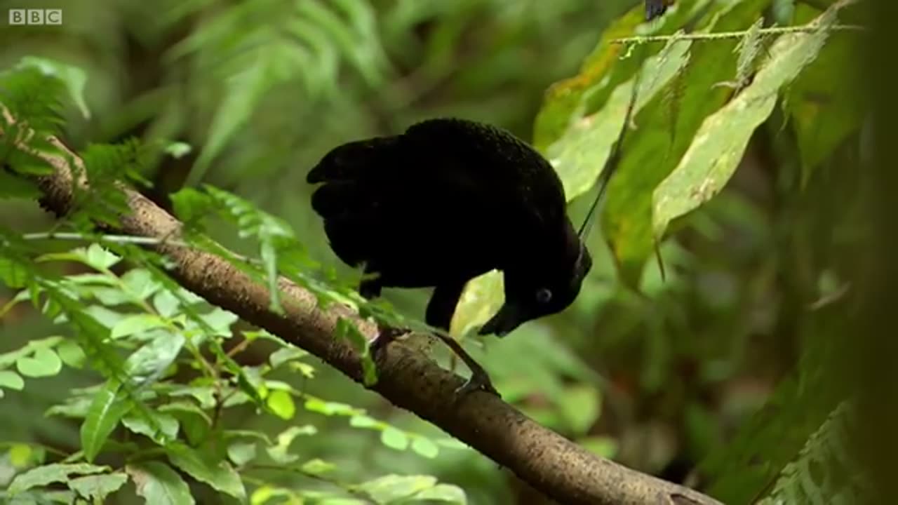 Bird Of Paradise: Appearances COUNT! | Animal Attraction | BBC Earth