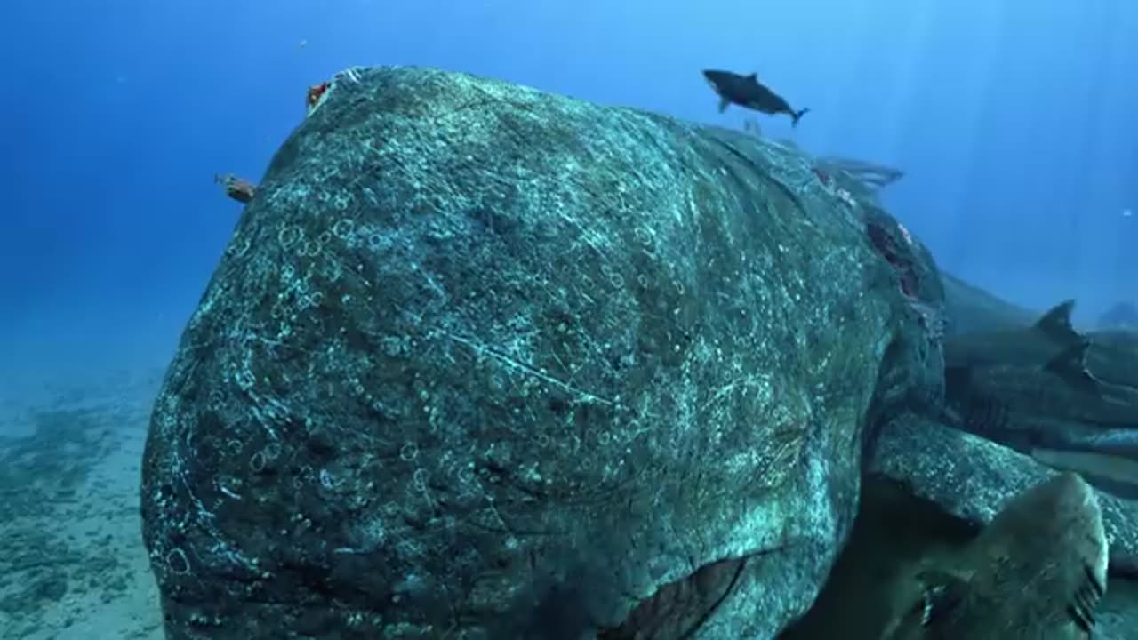 Megalodon The Revenge
